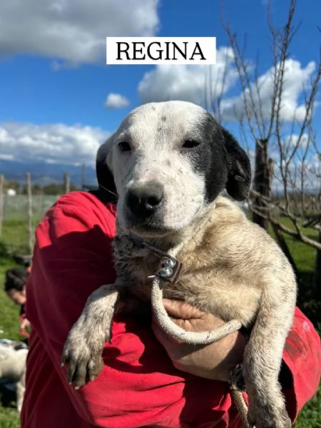 Regina, la 2^ di 3 cucciole bellissime e monelle | Foto 6