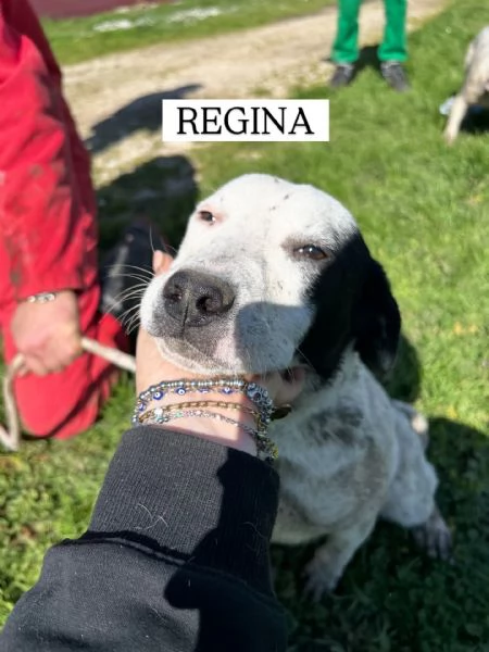 Regina, la 2^ di 3 cucciole bellissime e monelle | Foto 4