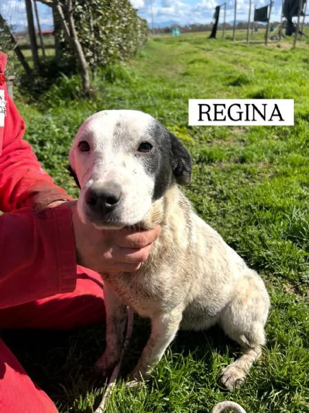 Regina, la 2^ di 3 cucciole bellissime e monelle | Foto 3