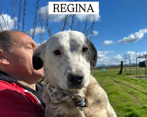 Regina, la 2^ di 3 cucciole bellissime e monelle
