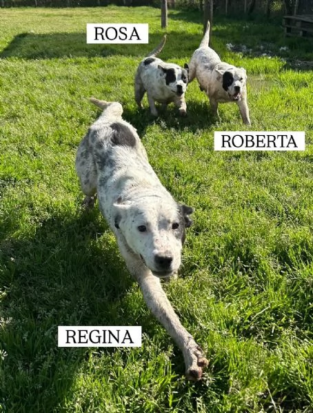 Regina, la 2^ di 3 cucciole bellissime e monelle | Foto 2