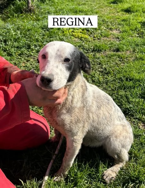 Regina, la 2^ di 3 cucciole bellissime e monelle | Foto 0