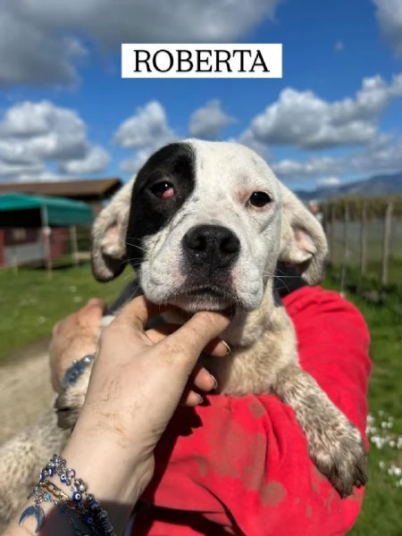 Roberta, la 3^ di 3 cucciole bellissime e monelle | Foto 5