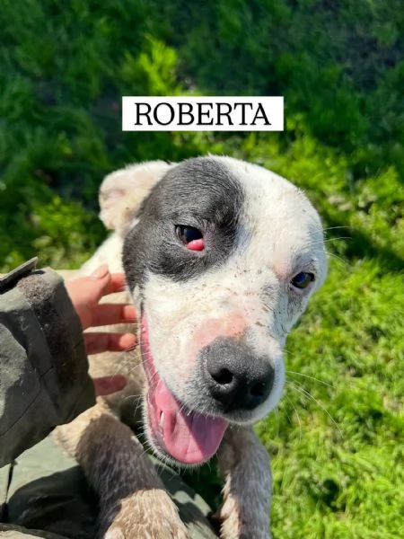 Roberta, la 3^ di 3 cucciole bellissime e monelle