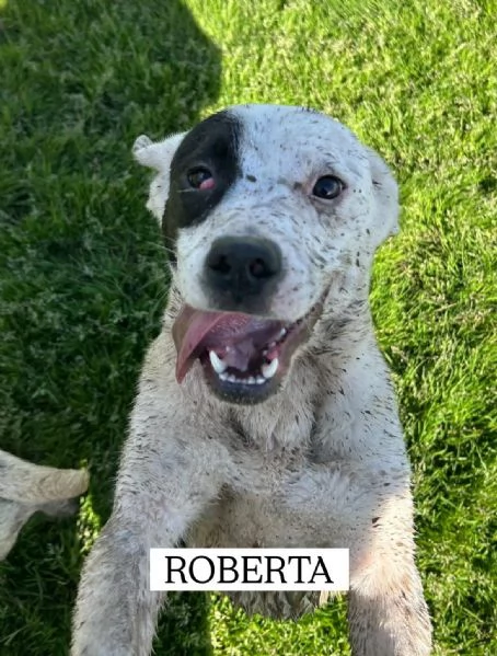 Roberta, la 3^ di 3 cucciole bellissime e monelle | Foto 4