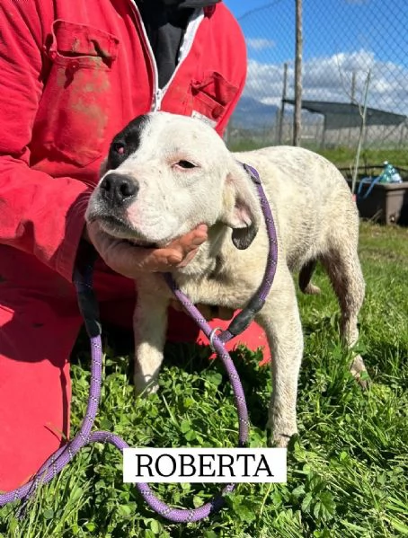 Roberta, la 3^ di 3 cucciole bellissime e monelle | Foto 3