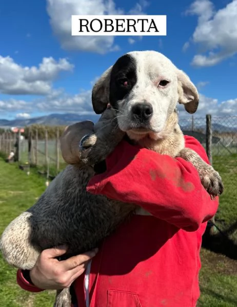 Roberta, la 3^ di 3 cucciole bellissime e monelle | Foto 2