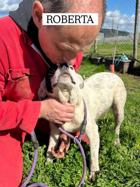 Roberta, la 3^ di 3 cucciole bellissime e monelle | Foto 0