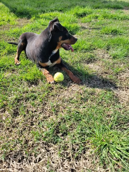 Bullo, il cucciolotto pieno di vita | Foto 6