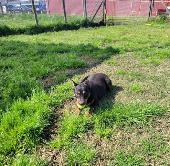 Bullo, il cucciolotto pieno di vita | Foto 5
