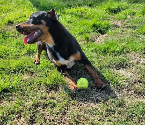Bullo, il cucciolotto pieno di vita | Foto 4