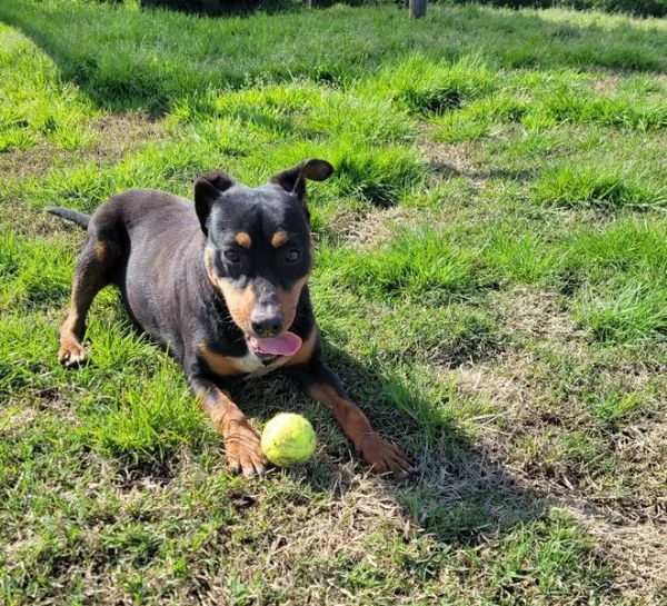 Bullo, il cucciolotto pieno di vita | Foto 3