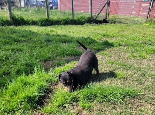 Bullo, il cucciolotto pieno di vita | Foto 2