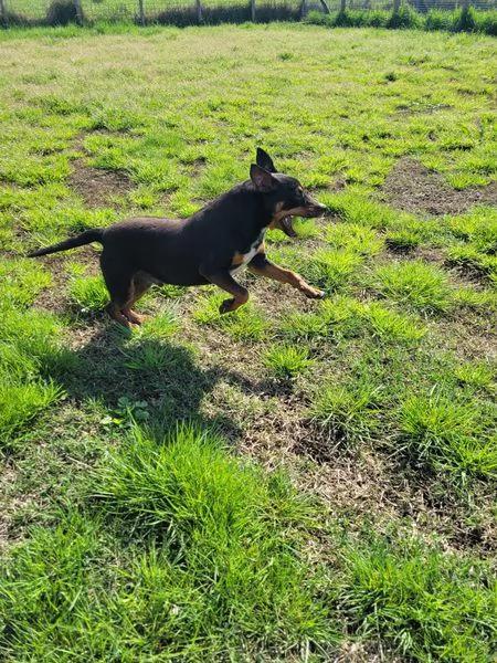 Bullo, il cucciolotto pieno di vita | Foto 1