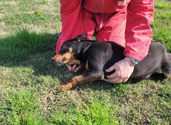 Bullo, il cucciolotto pieno di vita | Foto 0