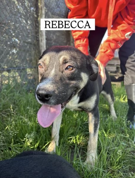 REBECCA, cucciolandia | Foto 5