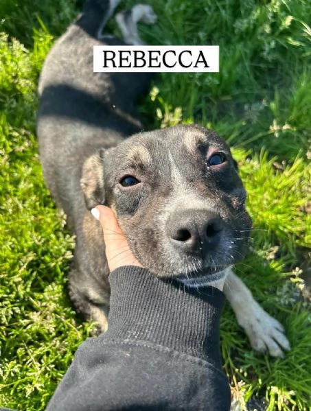 REBECCA, cucciolandia | Foto 3
