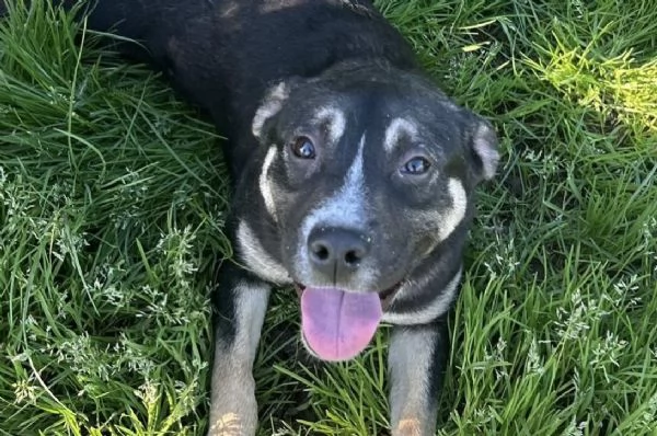 REBECCA, cucciolandia