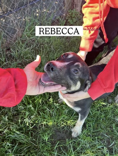 REBECCA, cucciolandia | Foto 0