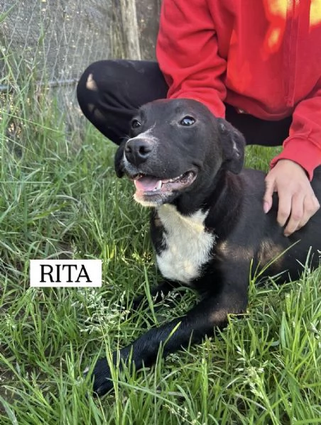 RITA, cucciolandia | Foto 6