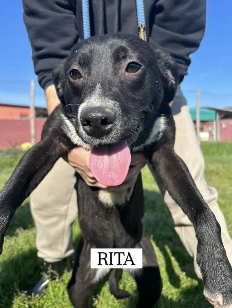 RITA, cucciolandia | Foto 5