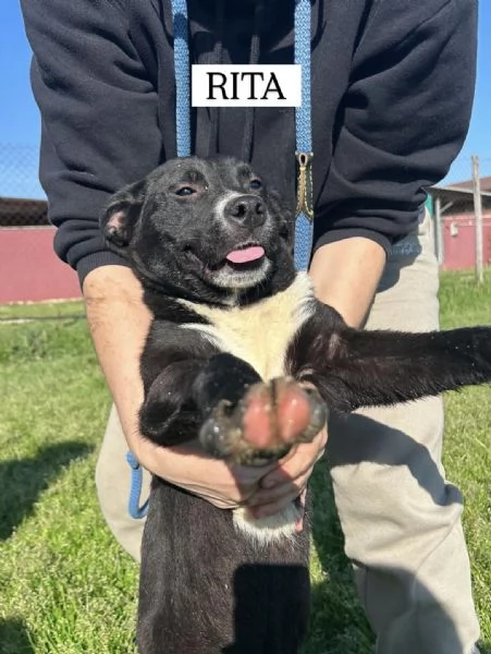 RITA, cucciolandia | Foto 4