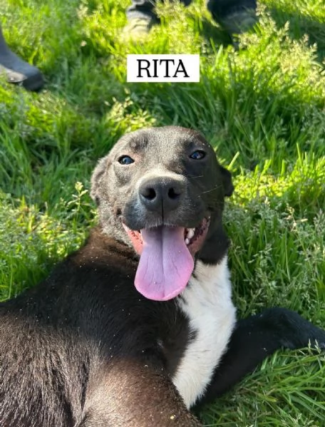 RITA, cucciolandia | Foto 3