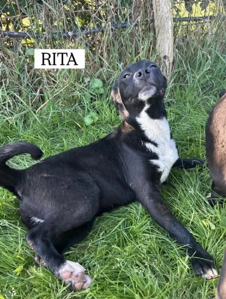 RITA, cucciolandia | Foto 2