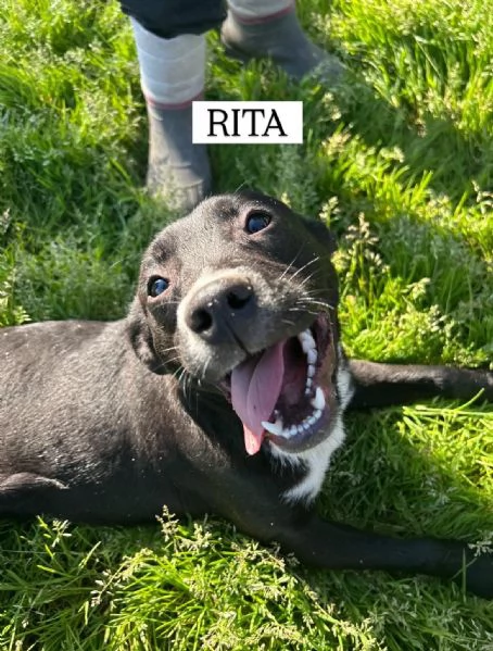 RITA, cucciolandia | Foto 1