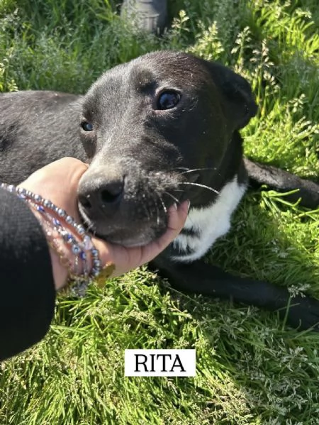 RITA, cucciolandia | Foto 0