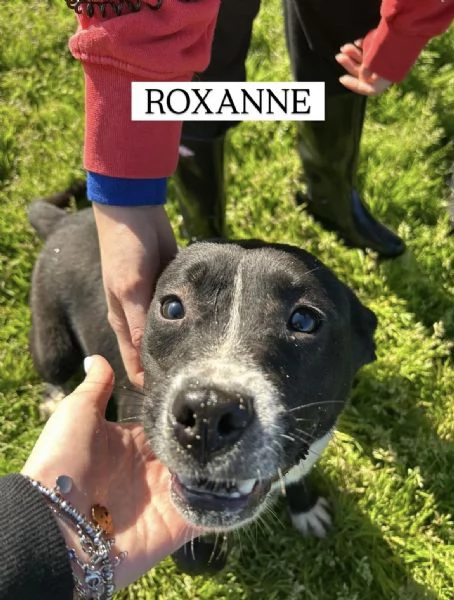 ROXANNE, cucciolandia | Foto 6