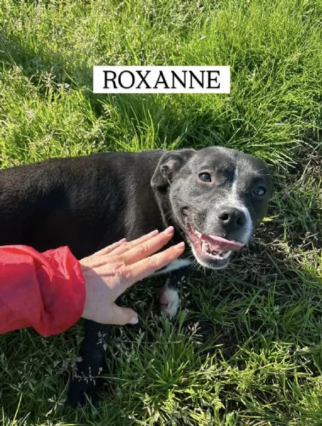 ROXANNE, cucciolandia | Foto 5