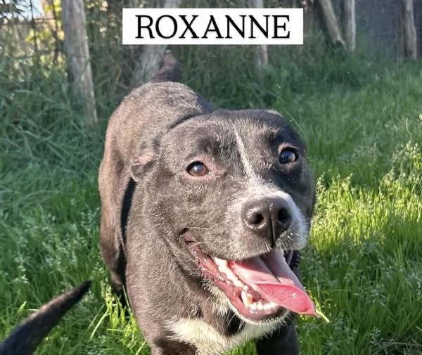 ROXANNE, cucciolandia
