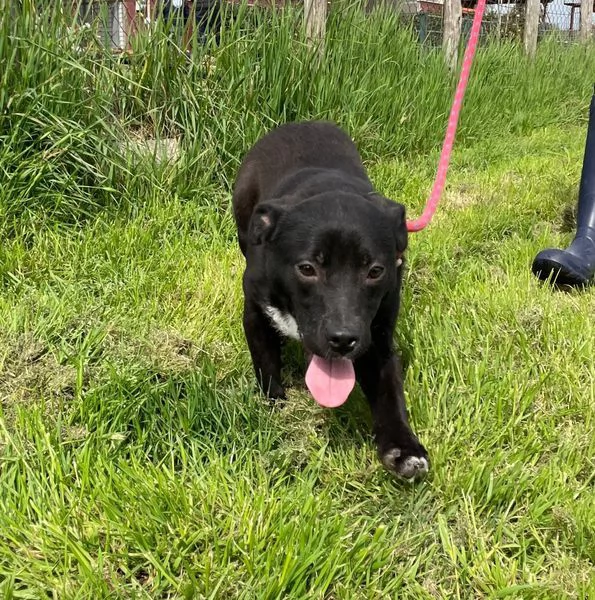 Rodrigo, il cucciolo super figo | Foto 6