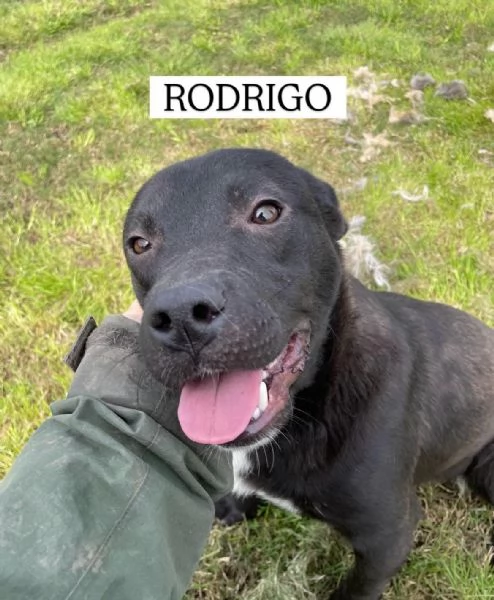 Rodrigo, il cucciolo super figo | Foto 5