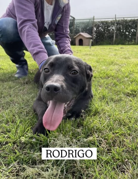Rodrigo, il cucciolo super figo | Foto 4