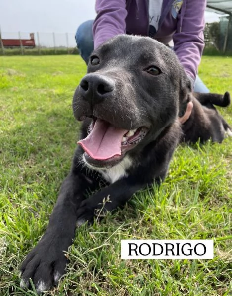 Rodrigo, il cucciolo super figo | Foto 3