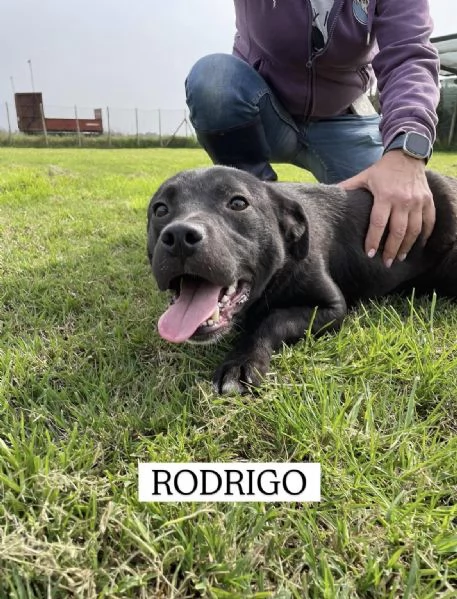 Rodrigo, il cucciolo super figo | Foto 2