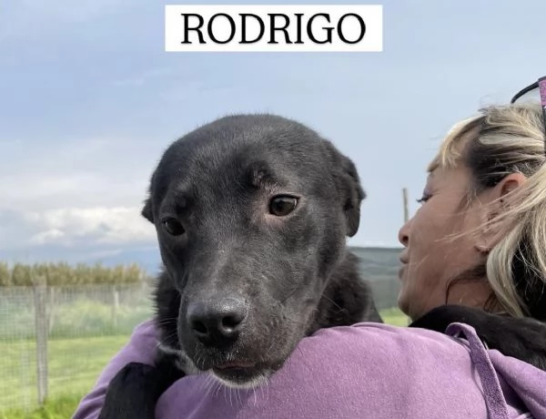 Rodrigo, il cucciolo super figo
