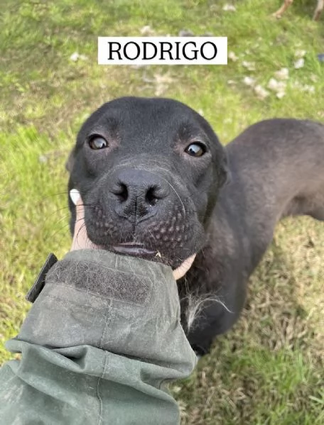 Rodrigo, il cucciolo super figo | Foto 1