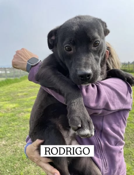 Rodrigo, il cucciolo super figo | Foto 0