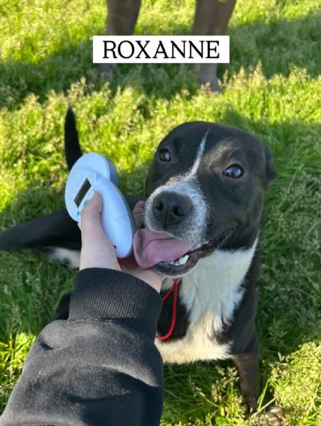 ROXANNE, cucciolandia | Foto 4