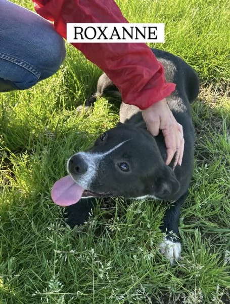 ROXANNE, cucciolandia | Foto 3