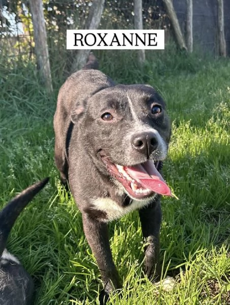 ROXANNE, cucciolandia | Foto 2