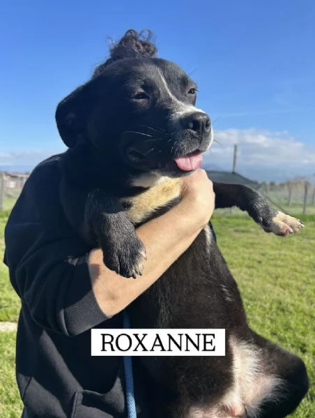 ROXANNE, cucciolandia | Foto 1