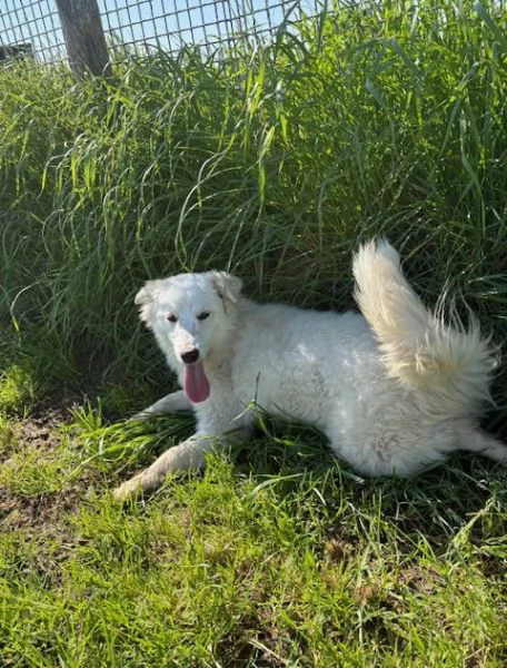 MOLLY, un raggio di sole | Foto 4