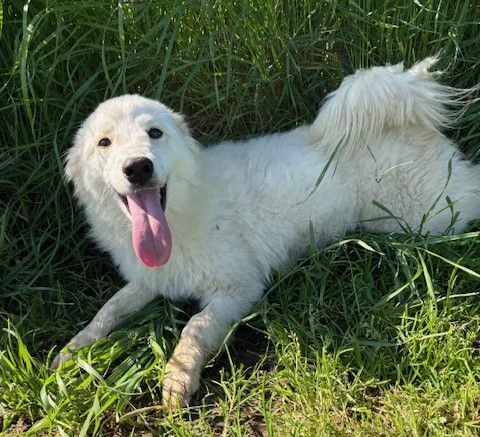 MOLLY, un raggio di sole