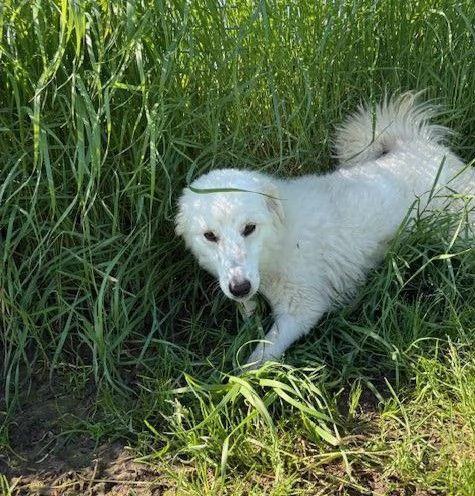 MOLLY, un raggio di sole | Foto 0
