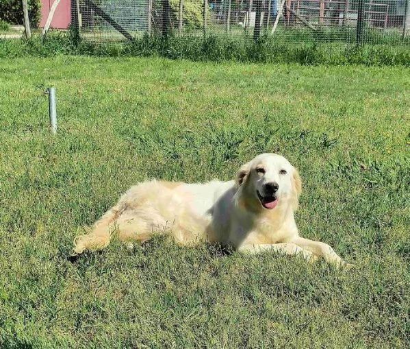 Dolce Fish, piccolo bretoncino/golden | Foto 4