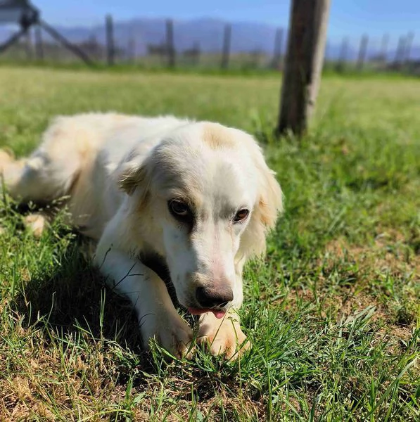 Dolce Fish, piccolo bretoncino/golden | Foto 1